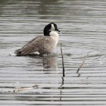 article image - New York Wildlife Refuge
